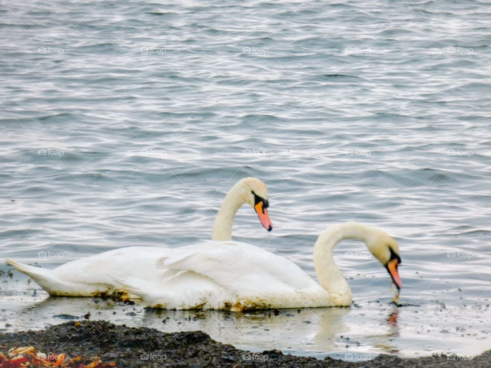 Swans