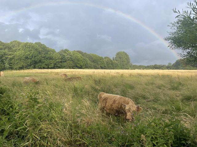bulls in nature