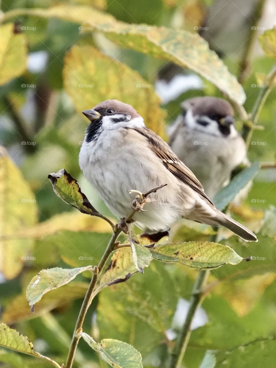 Sparrows