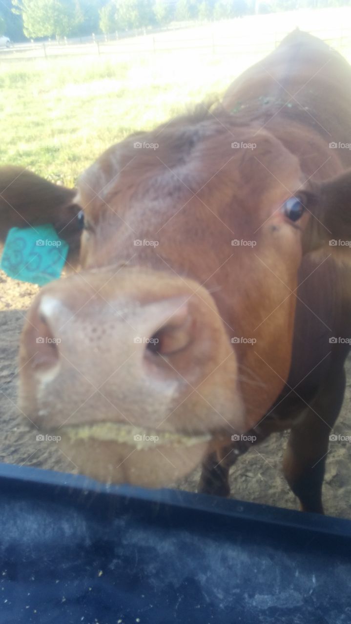 brown angus cow