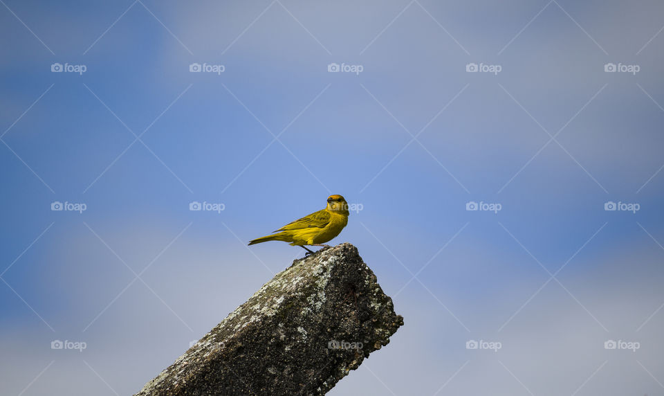 Canary, bird symbol of the Brazilian soccer team