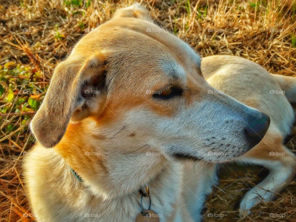 Yellow Lab Dog