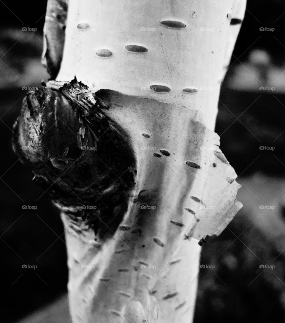 A black and white photo of a young birch tree shedding its bark.