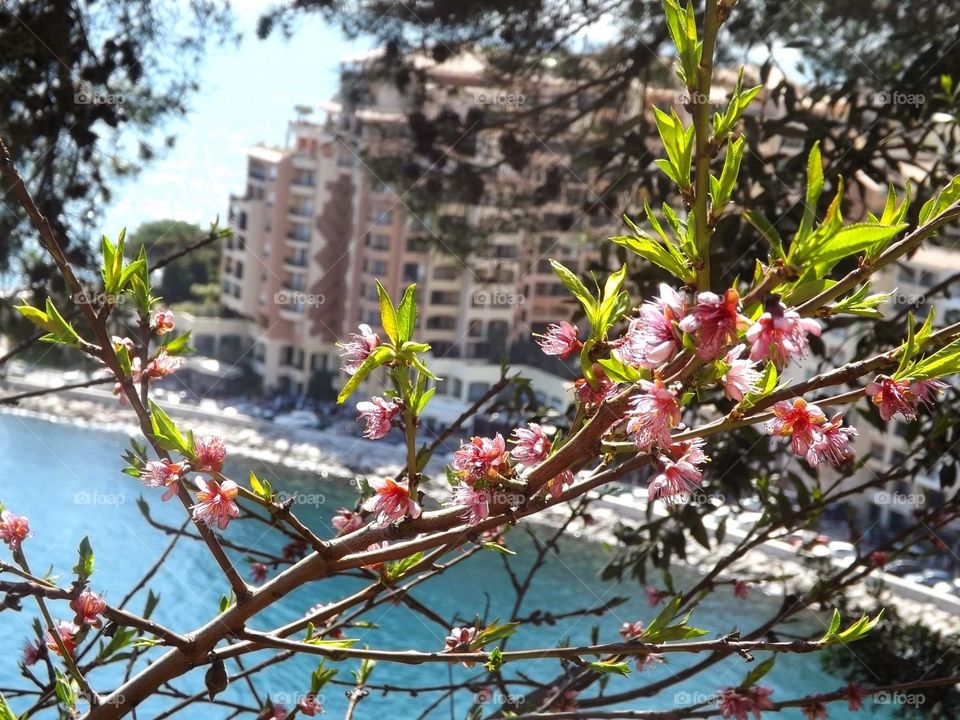 fleurs. flowers in monaco in front of the marina with many expensive hotels