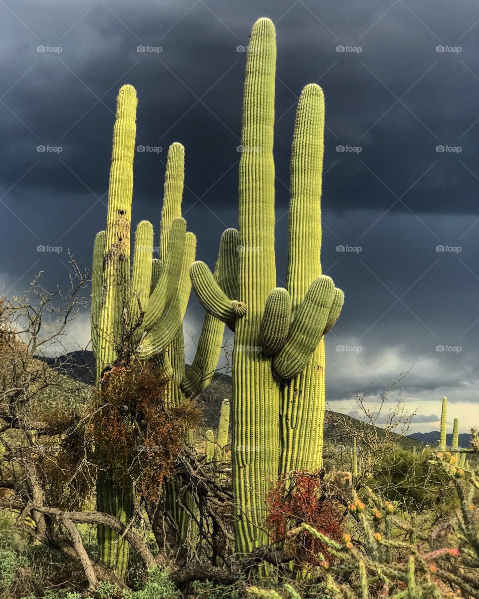 Desert Landscape - Saguaro Cactus 