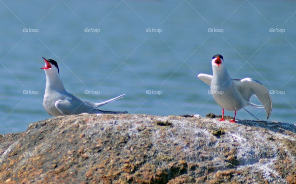 Terns on the rock