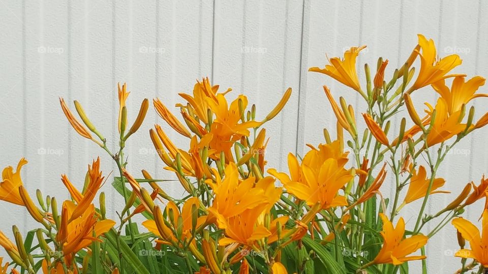 Orange flowers blooming against white background