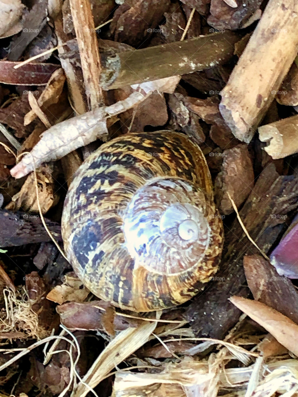 Snail shell
