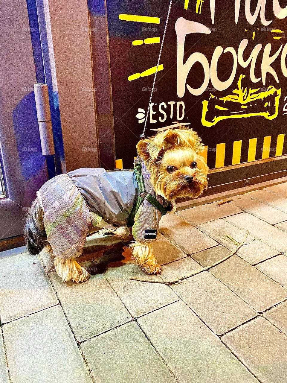 Yorkie on the street