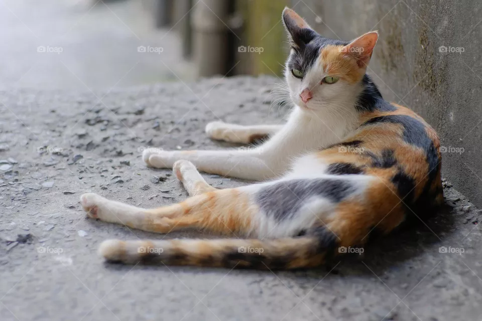 a sitting cat