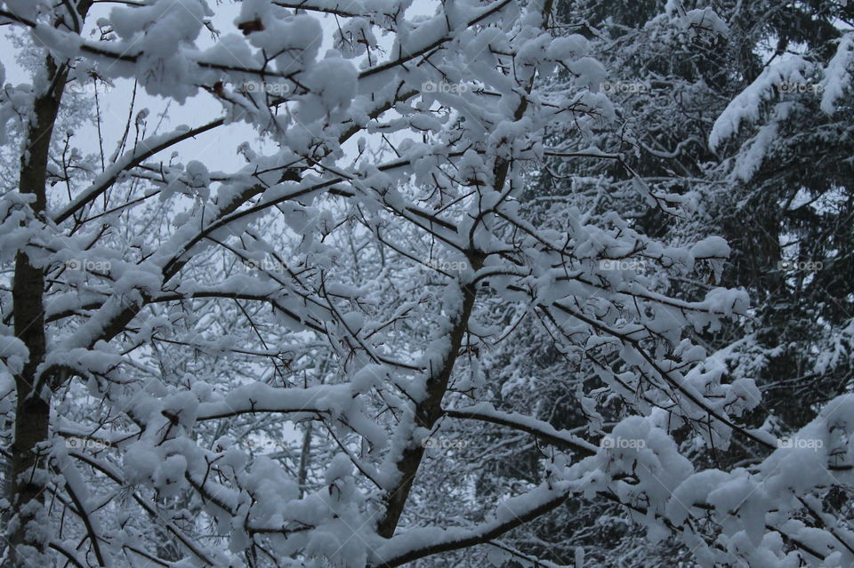 The Pacific Northwest does get some snow & our first snow was beautiful, light, powder clinging to the tiny branches creating a lacy cover. 🐦