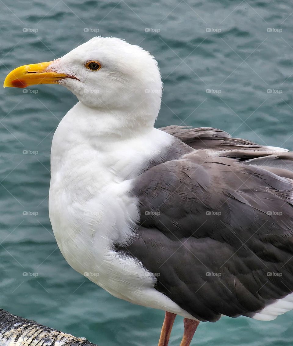 A California Seagull rests on a pillar on a Southern California beach