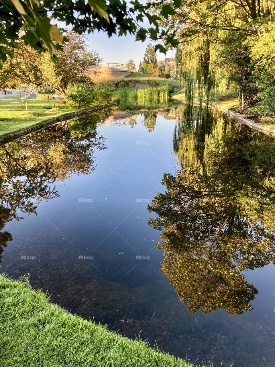 Reflections in an overflow pond beside the Rideau Canal.