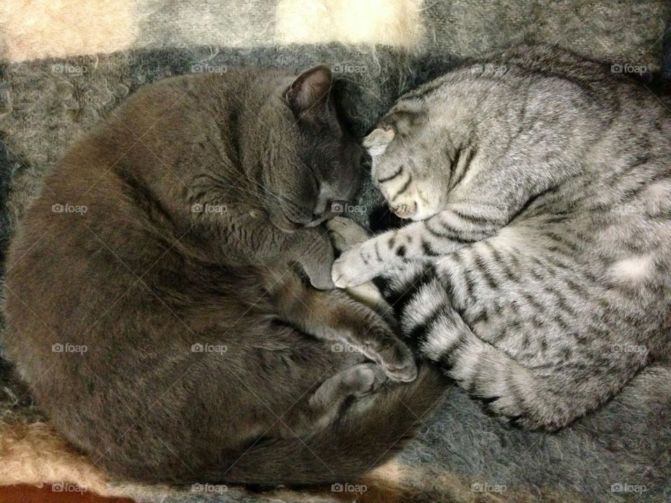 Cute sleeping cats 