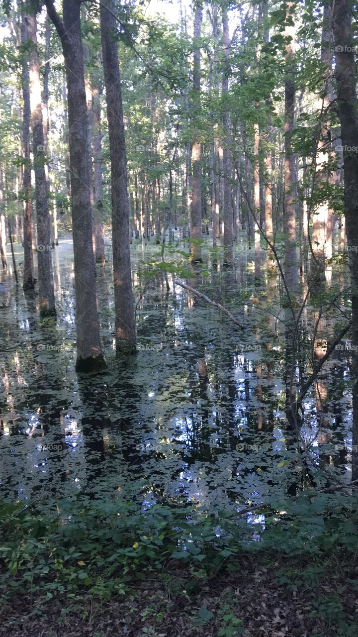 Swamp therapy 