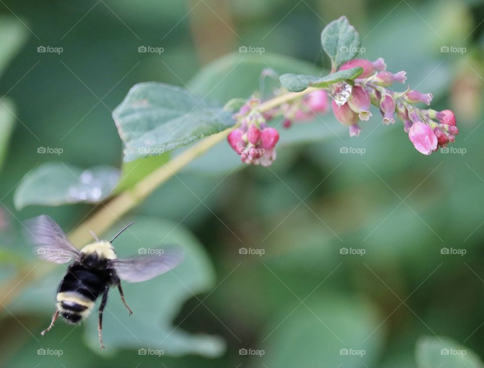 A busy bumblebee flies towards a pink flowering plant on a warm summer day. Washington State 