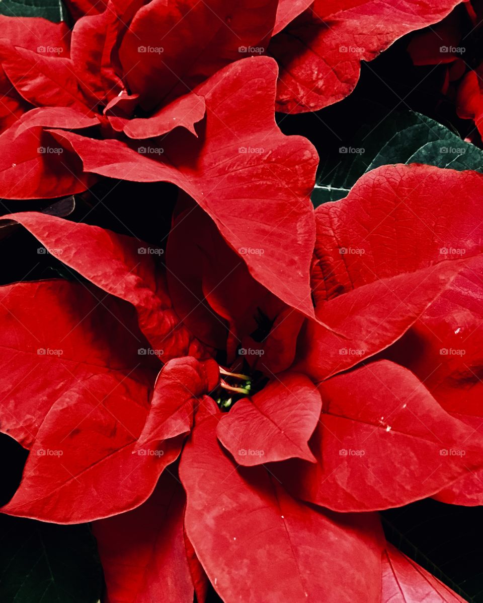 Red Poinsettias 