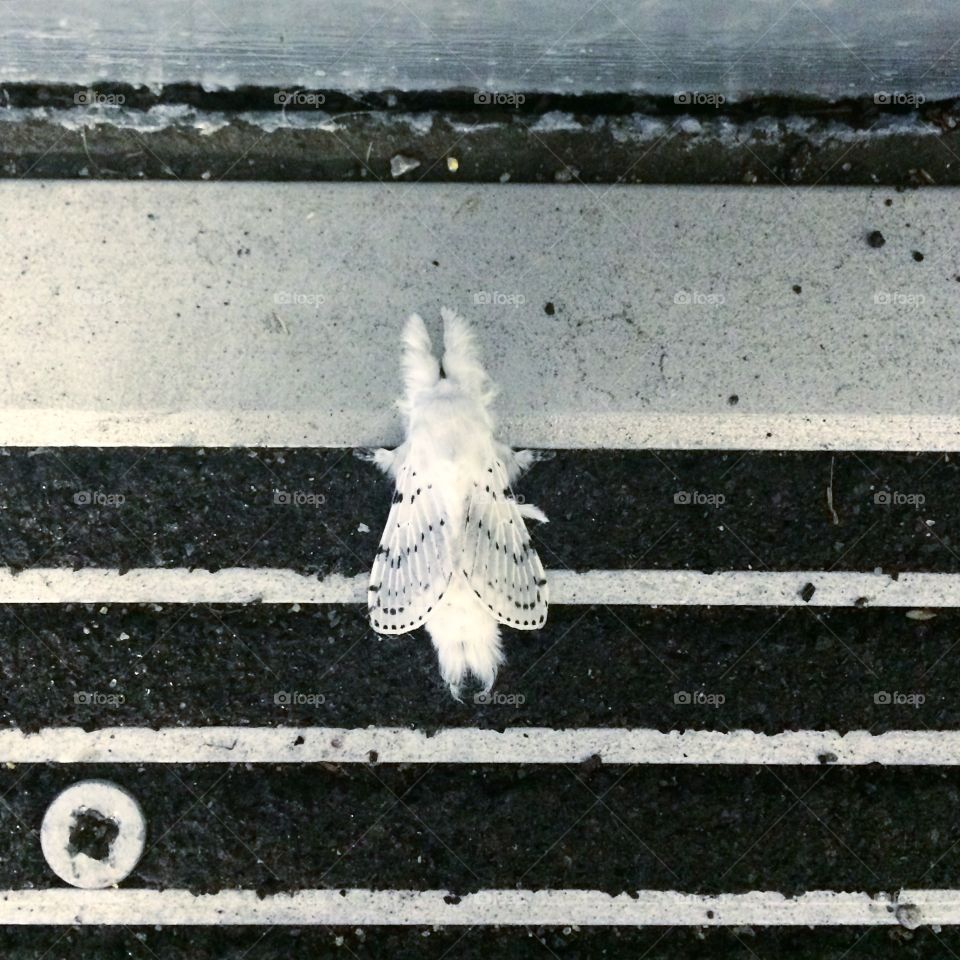 Moth on Steps