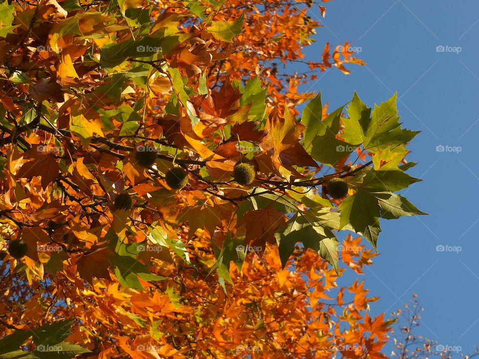 Autumn time. Yellow. Autumn colours. Maple