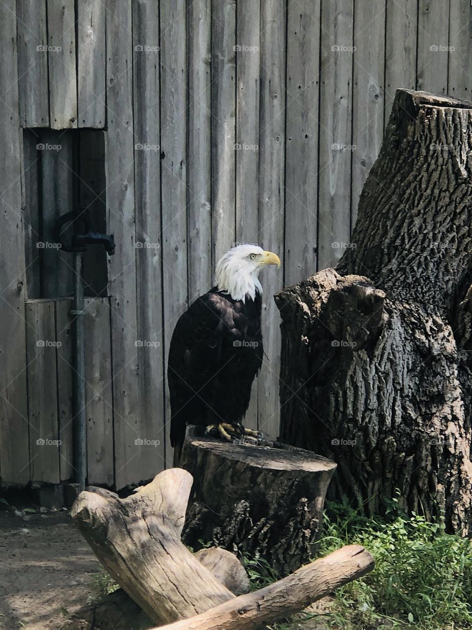 Bald eagle