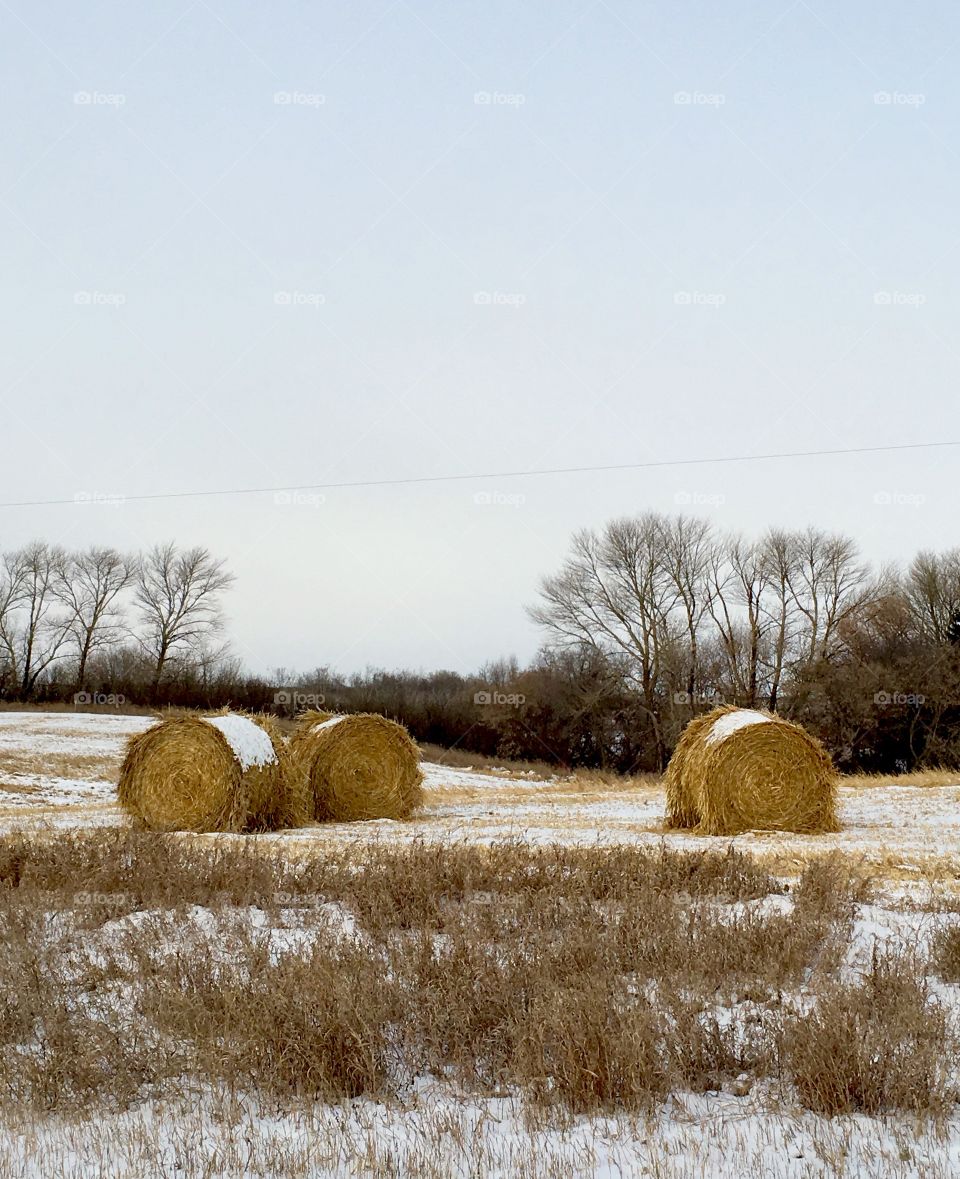Winter round bales 