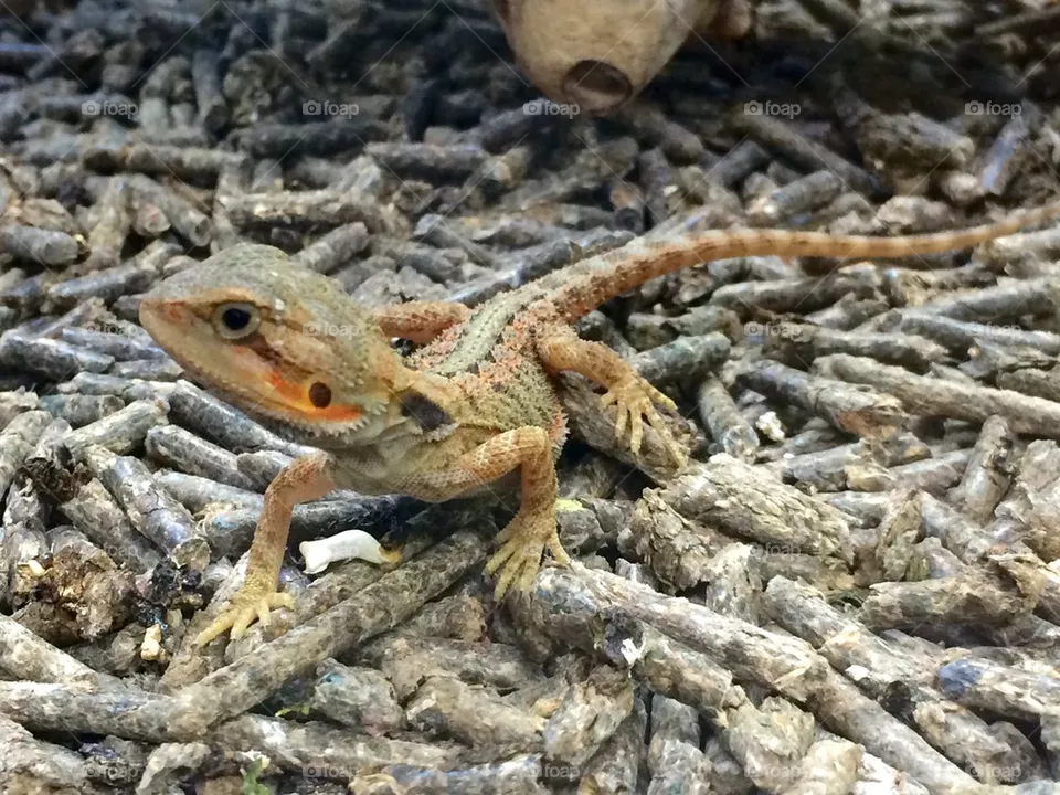 Gecko