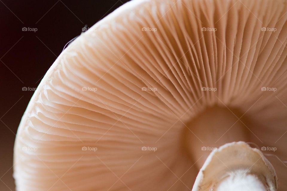 Mushroom