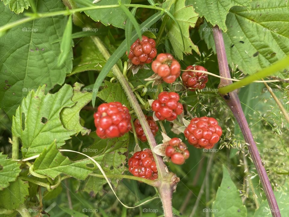 Raspberries in the field 