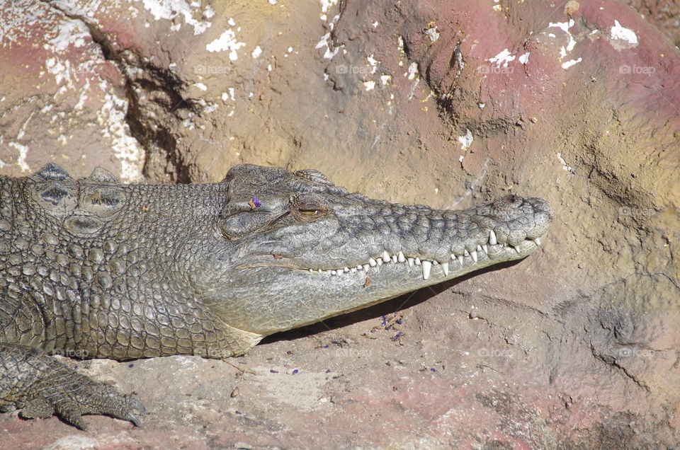 Estuarine Crocodile from Australia