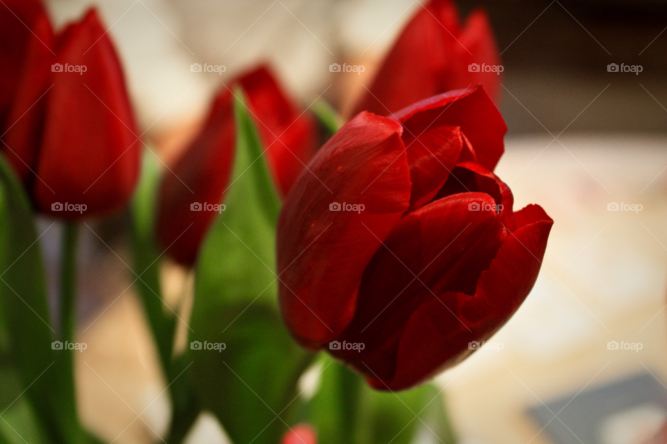 flower macro red love by PhotoSpect
