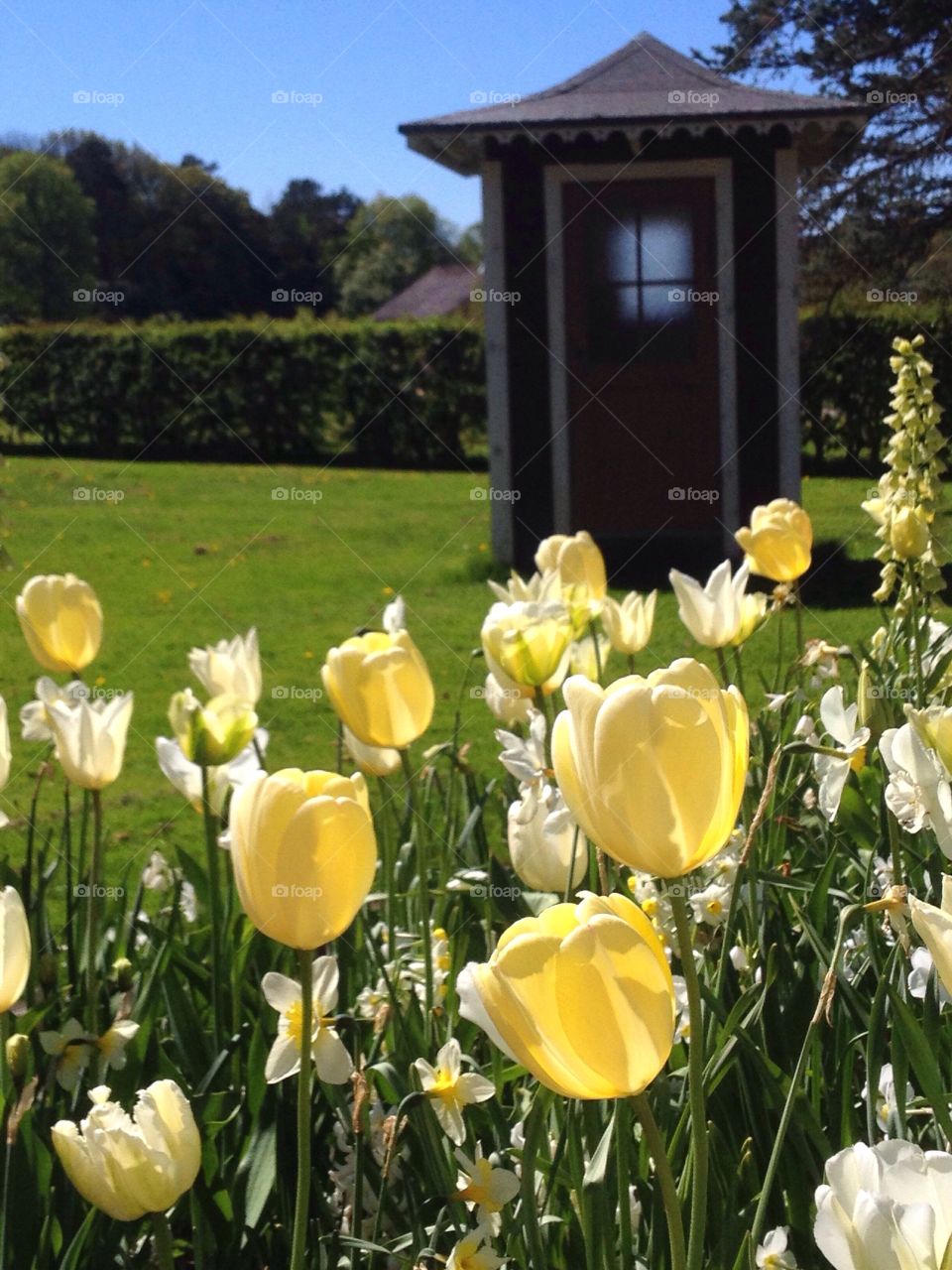 Yellow tulips