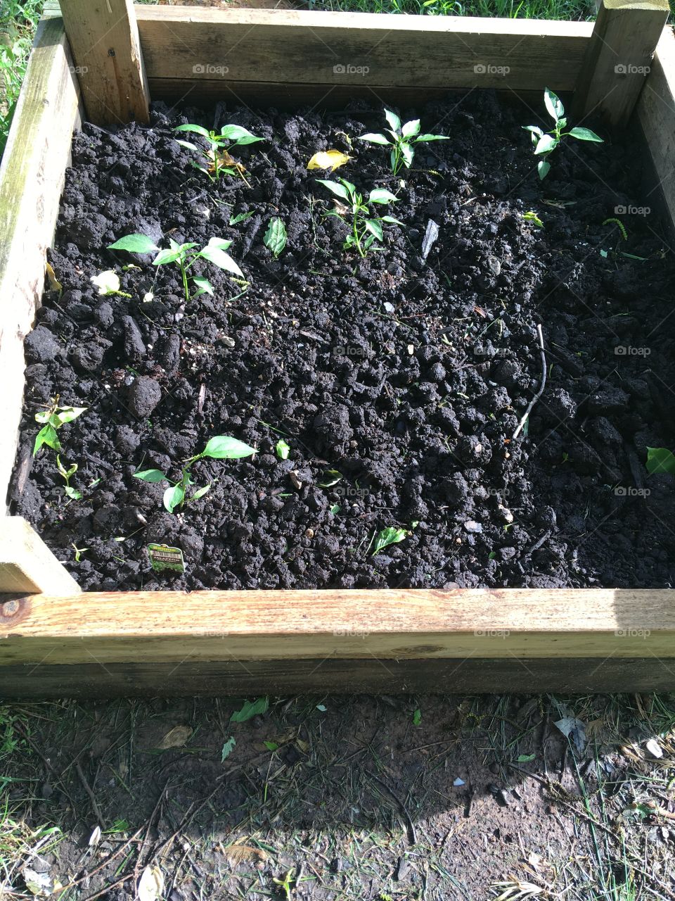 Jalapeños just planted in the box. I want to make salsa since we eat a lot of it.