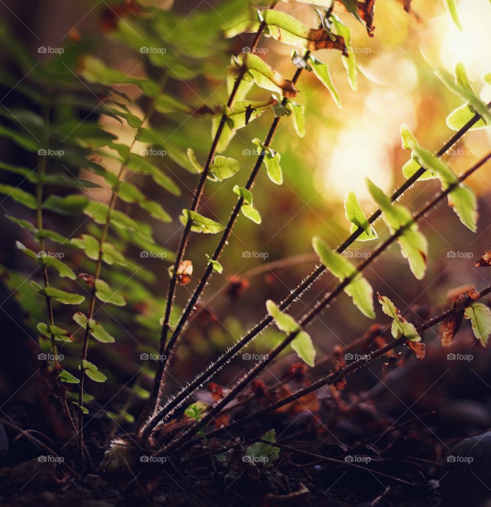 Ferns backlit