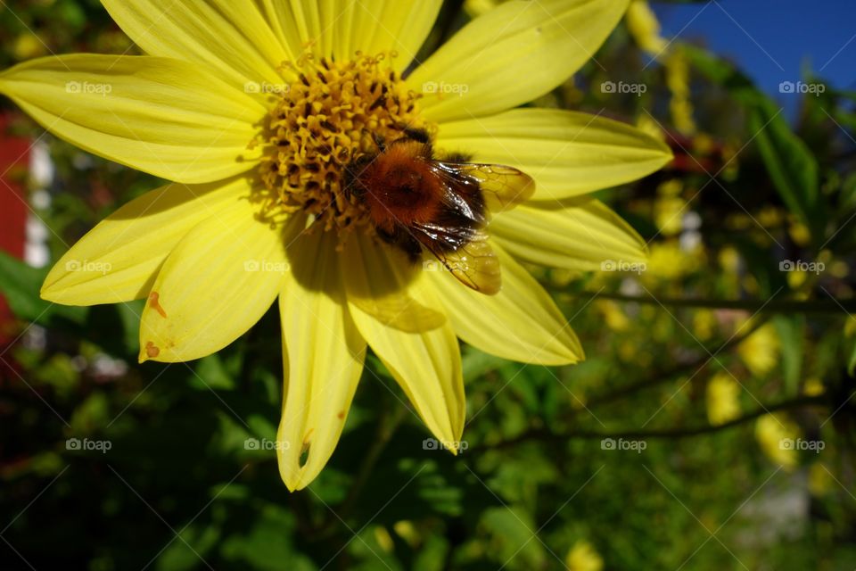 Close-up of bee pollinating on yellow flower