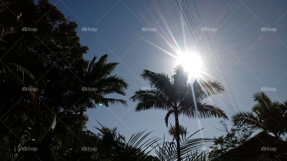 Skaisti, brīnišķīgi, koki, ainava, daba, saules gaisma, saules gaisma, vide, daba, daba, svaigs gaiss, atpūta.