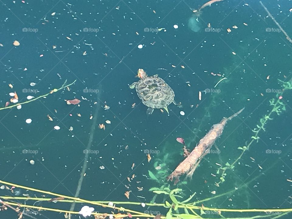 Swimming turtle in pond 