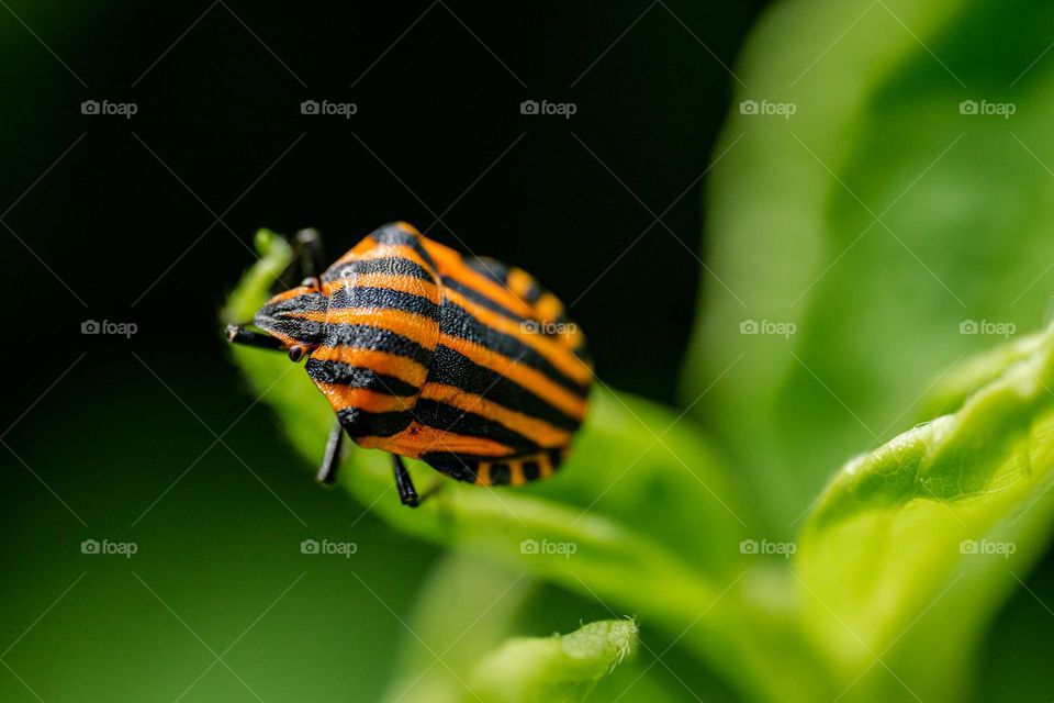 Striped bug on a green leaf closeup 