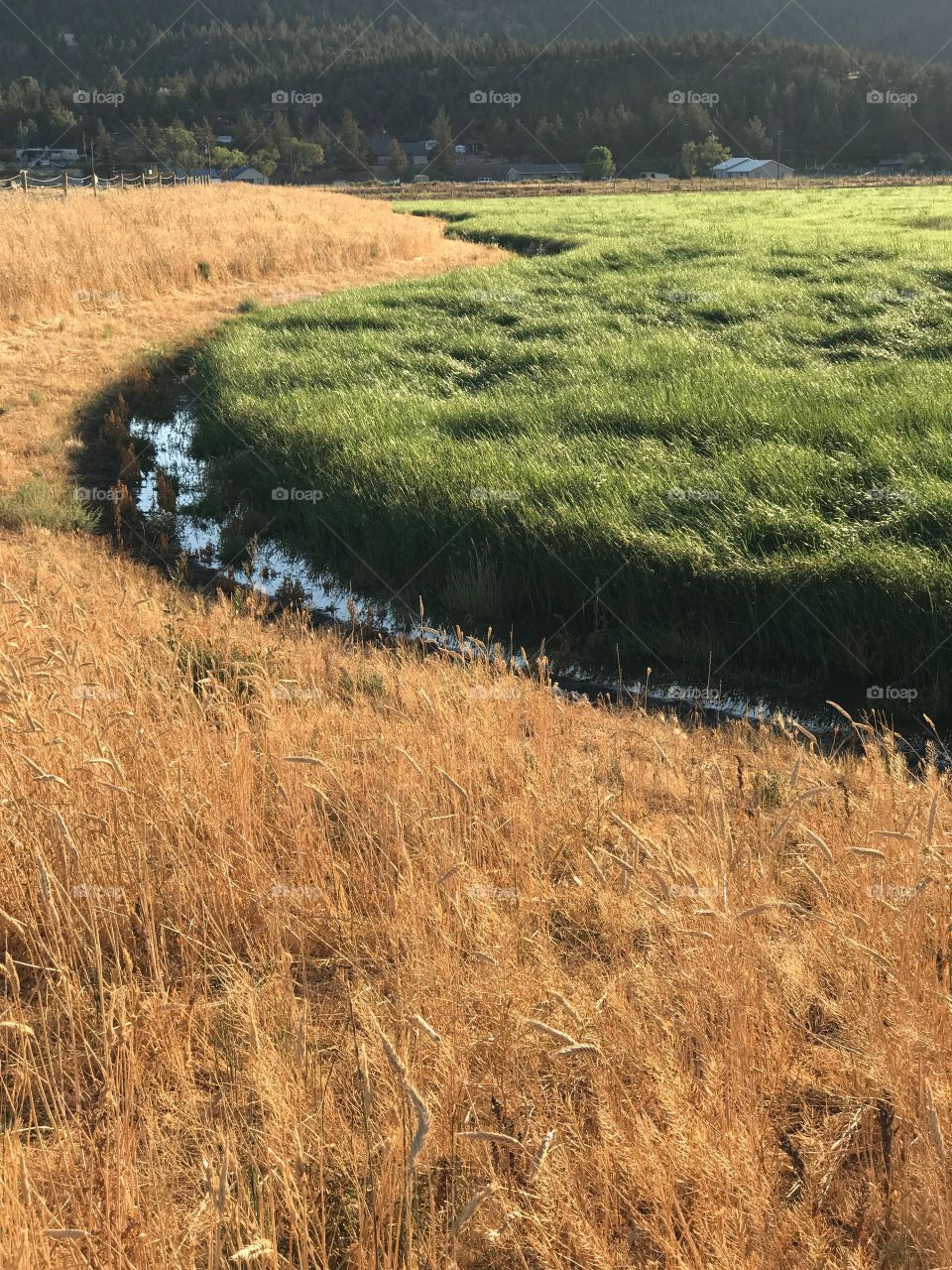 A lush green field surrounded by an irrigation ditch in the Crook County countryside in Central Oregon on a sunny fall evening. 