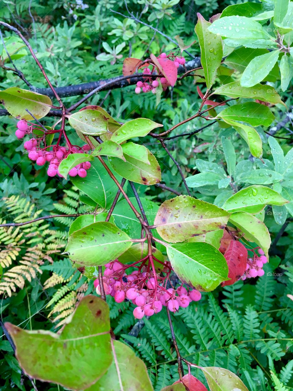 Wild raisin berries, still not ripe