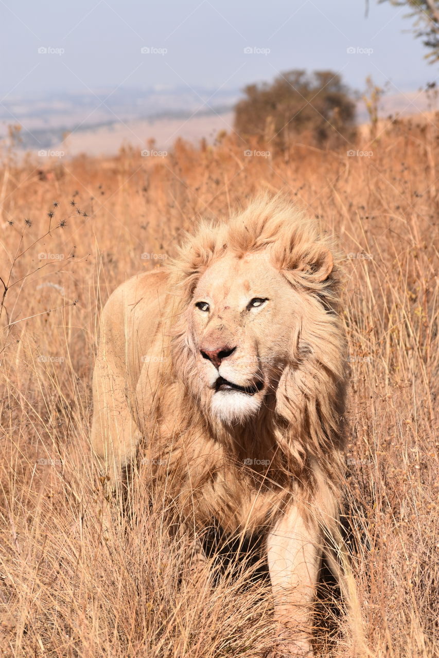 White lion, in tall, brown grass field on safari in the national park with eyes wide open 