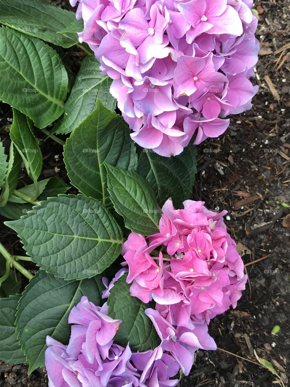 Hydrangea