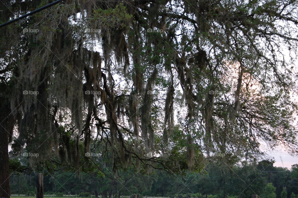 Spanish moss