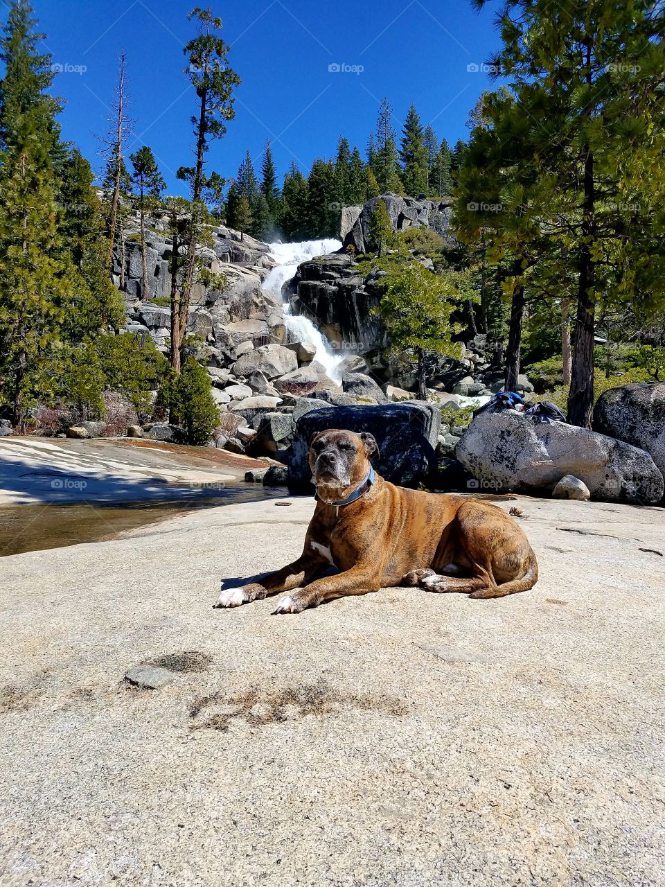 Thor in the Sierras!