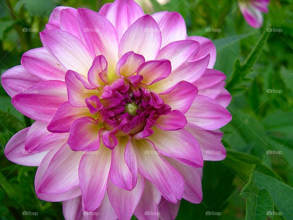 Close-up of a flower
