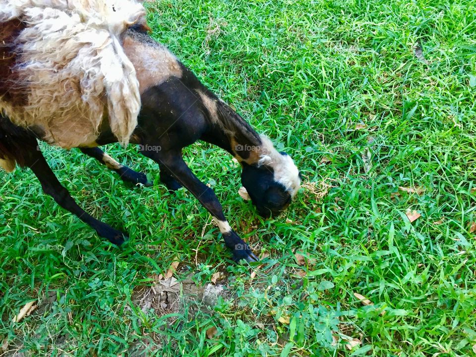 One sheep eating grass 