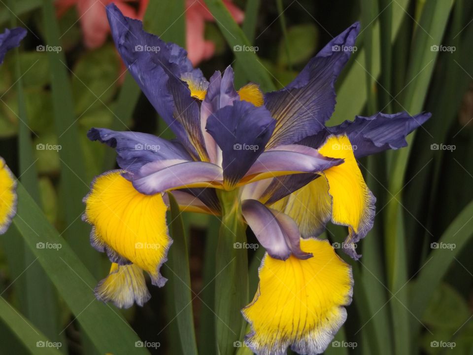 Purple iris flowers in bloom