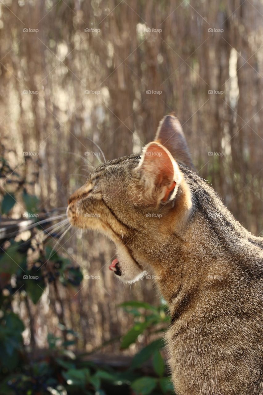 Yawning Cat