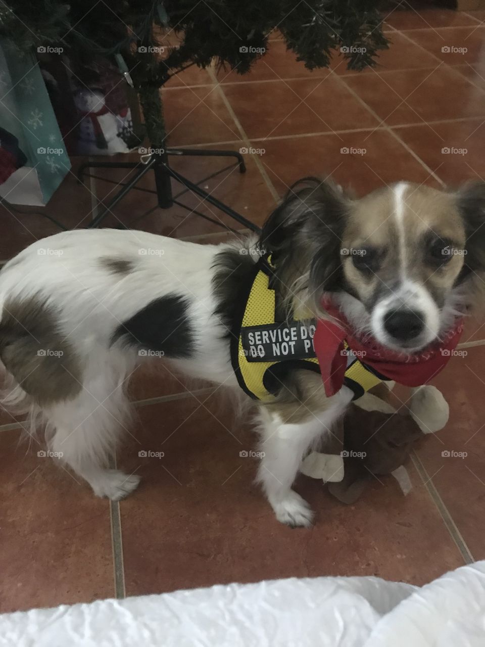 Service dog with vest