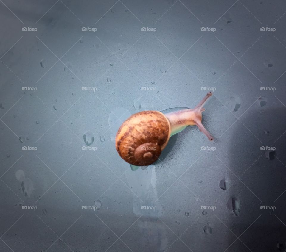 Baby snail