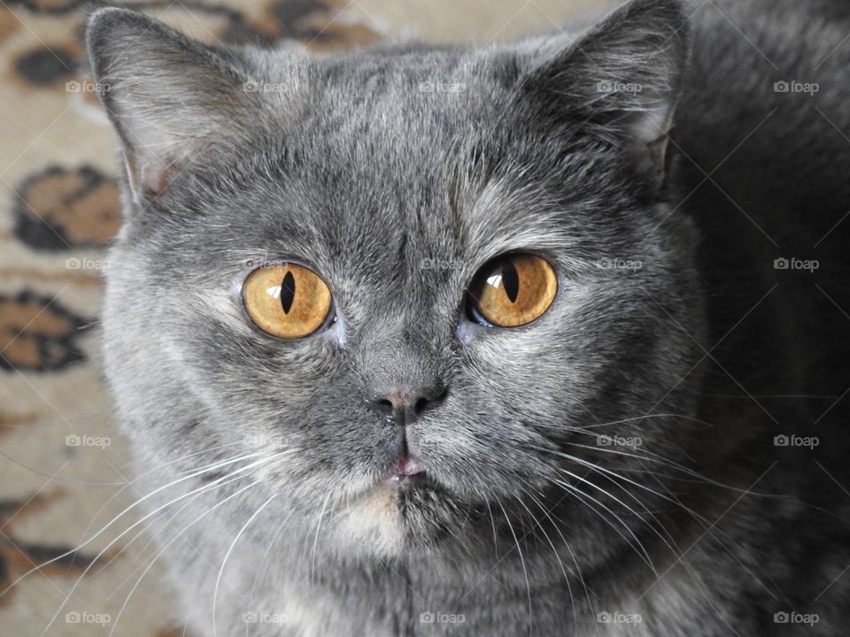 A British cat named Lucia.
